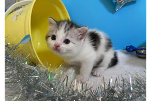 成約済の大阪府のスコティッシュフォールド-68345の4枚目